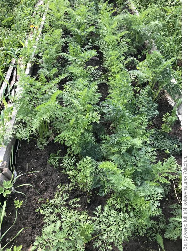 Вот такая сегодня