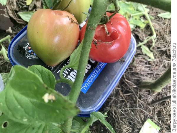 Днём поднимаю- сидят под коробкой уроды