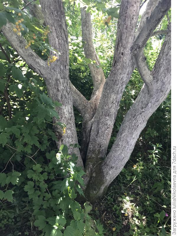 Белый налив