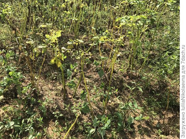 Вот такая была в прошлую пятницу 11 августа