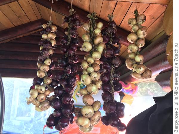 Лук заплетаю в косы и подвешиваю. Пока в беседке под потолком висит, потом в дом занесу.