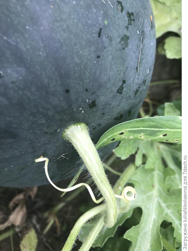 Зрей уже быстрей! А то скоро зима уже