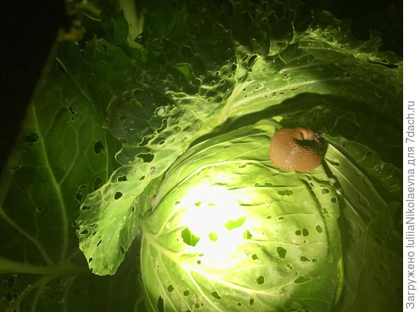 Испанский на белокочанной