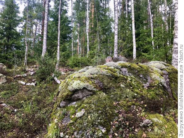 Березки и валуны