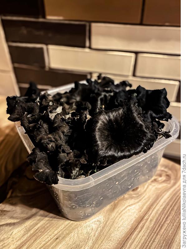 Чёрная лисичка. Ворончик воронковидный.