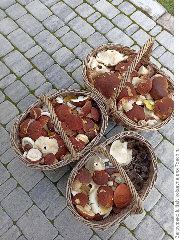 Вот какое богатство. Полные корзины Белых!