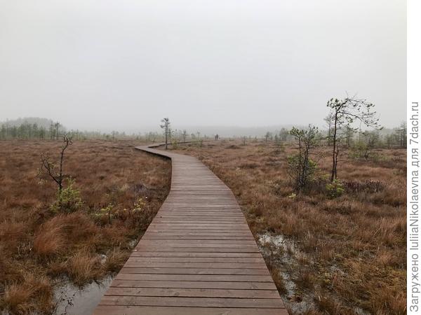ЭКО-тропа Сестрорецкое болото.  На выходных народу тут просто тьма! Дорога в туман.