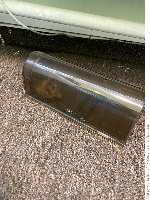 Сегодня Дочка фото прислала. В офисе завёлся грызун. Поставили гуманную мышеловку. В инструкции написано: «Выпустить в лес в 5 км от дома»