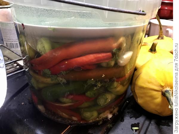 Стоят под гнетом. Завтра ведерко отнесу в гостевую комнату, там прохладно. Не отапливаем её зимой без надобности