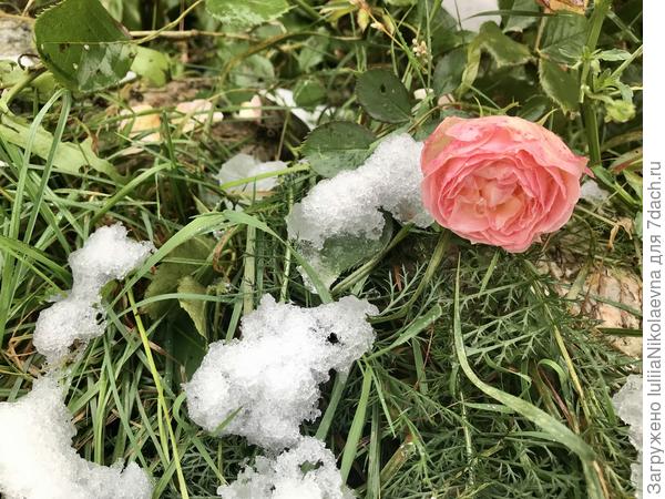 Розы. Как в песне «кто вас придумал растить зимой?»