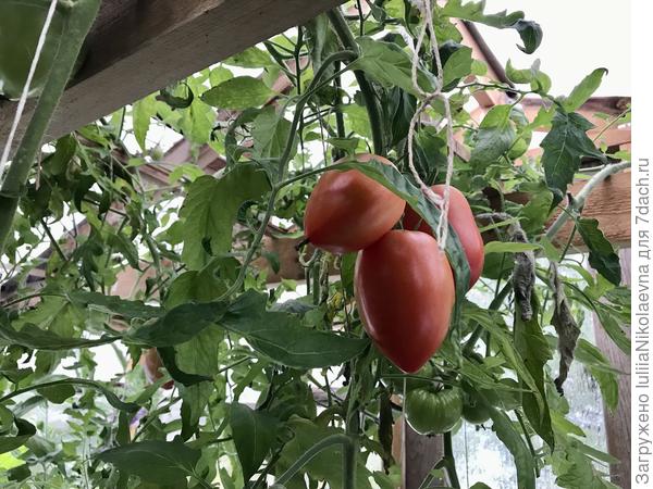 Хорошие такие.