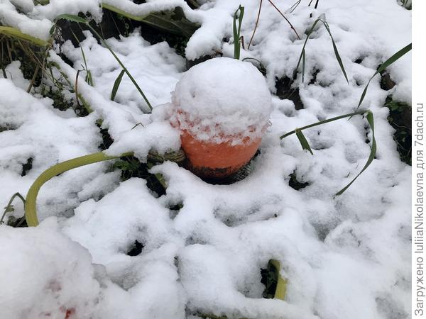 Откопала тыквы из под снега и все унесла на второй этаж в гостевую комнату