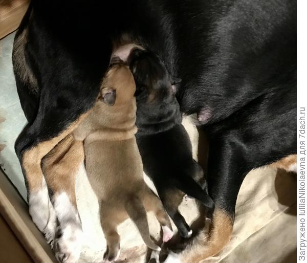 Питаются🙂