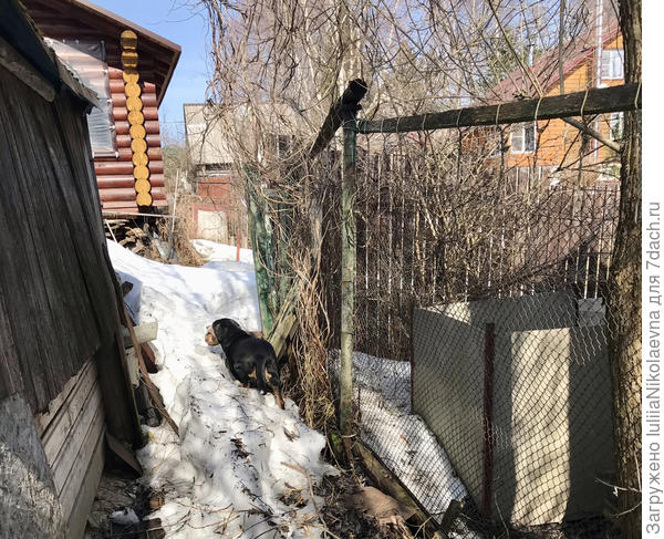 Эста с костью в поисках лучшего места для своего сокровища