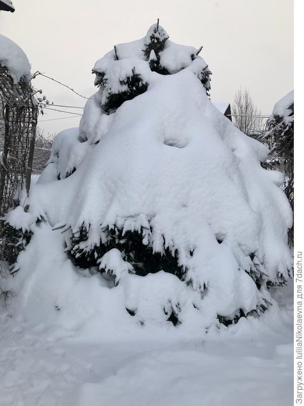 Это не сугроб, это ёлка