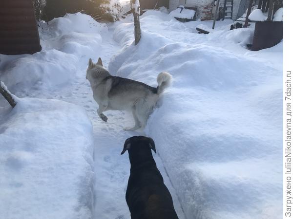 Хася и Эста носятся по дорожкам. Никак не уговорить чтобы остановились и попозировали