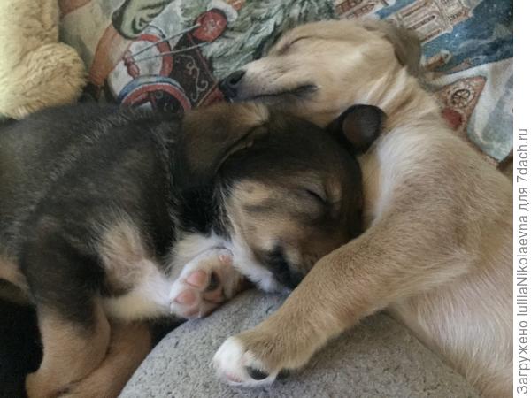 Потому что эти двое мне ночью спать не дают.  И за ночь я к ним встаю пару раз