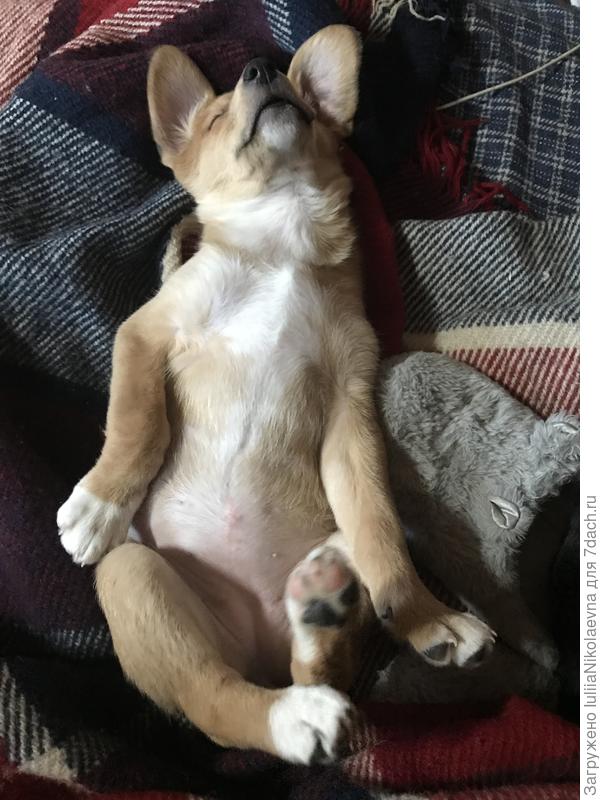 Кайса. Мой хвост. Вообще не отходит от меня🙂