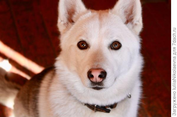 Вот такой нос называется- «снежный нос»