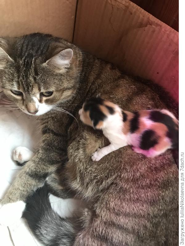 Сансара. Дочка Дуси. Родилась 1мая 2023