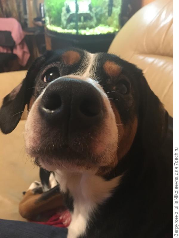 Моя трёхцветная любовь