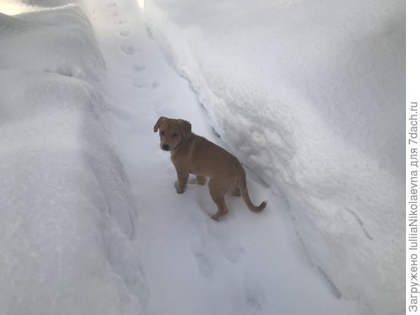 Хотим немного гулять