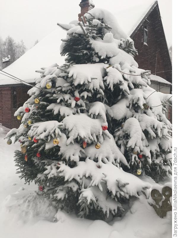 Моей ёлке 25 лет. Если бы мы её не стригли,  она бы уже метров 10, наверное, была бы