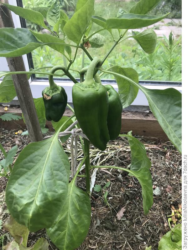 Сладкие в теплице. Прирост не дают. Цветы скидывают. Выращивают то, что завязали в рассаде