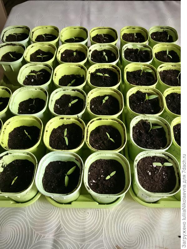 Томатики прошлого года, рассаженные по отдельным квартиркам