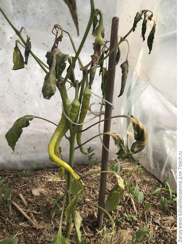 Вот так выглядел острый перец после июньской анамалии