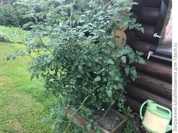 Фото 22 августа. фитофтора в том году пришла очень рано. Картошка уже неделю стояла чёрная, а эту парочку не тронула