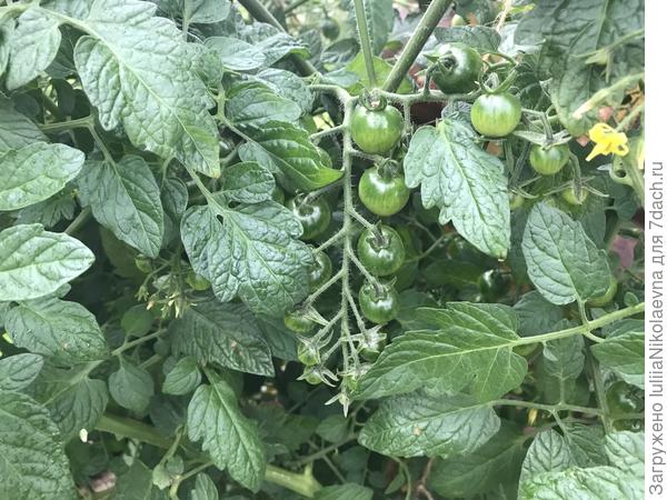 Несмотря на все их июньские вымерзания, черики вязали плоды. Зрели тоже на кусту. Созрело не очень много, так как в июне им пришлось отрастать почти с нуля.