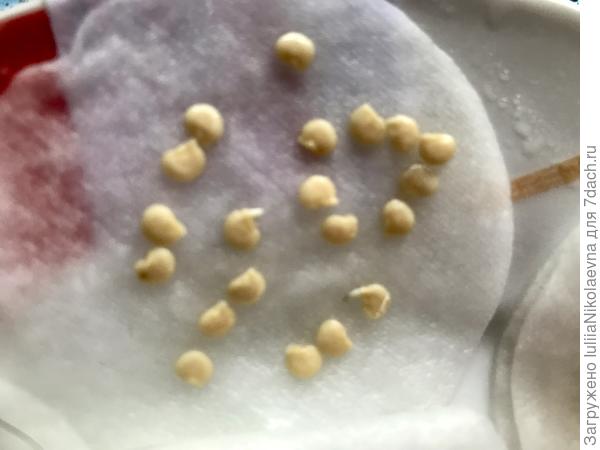 Палермо оранжевый. Скорострельный🙂