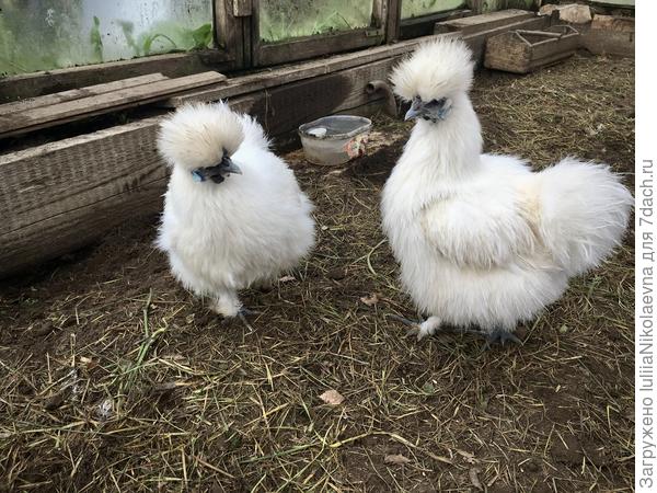 Вот такие курочки жили у меня несколько лет назад. Силки- китайская шёлковая курица. У них не перо, а пух.