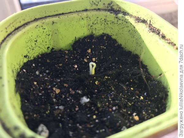 На улице сегодня солнышко ☀️. Вот он и вылез посмотреть на редкого у нас гостя🙂