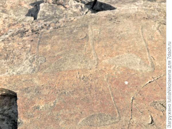 Лебеди, которых «сфотографировал» человек 6000 лет назад