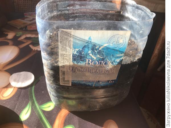 Одну такую банку оставила для батуна , который буду 15 марта сеять