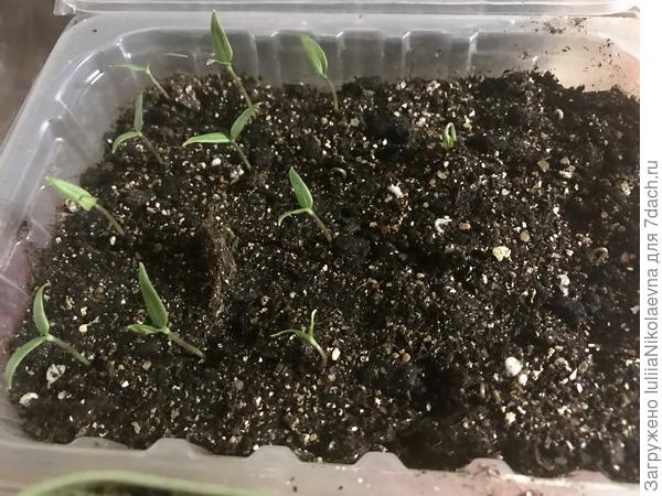 Забавно всходит Рамиро красный. С одного конца контейнера. Вот не обратила внимания, когда на окошко с первым всходом выставляла, какой стороной плошка стояла ближе к батарее. То ли замёрз невсхожий край, толи сварился🤷♀️