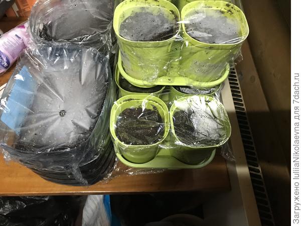 Огород у батареи. Перцы, баклажаны и лук слева.