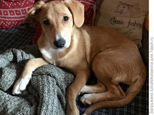 Мастер спорта по скоростному пожиранию сырых пирогов.