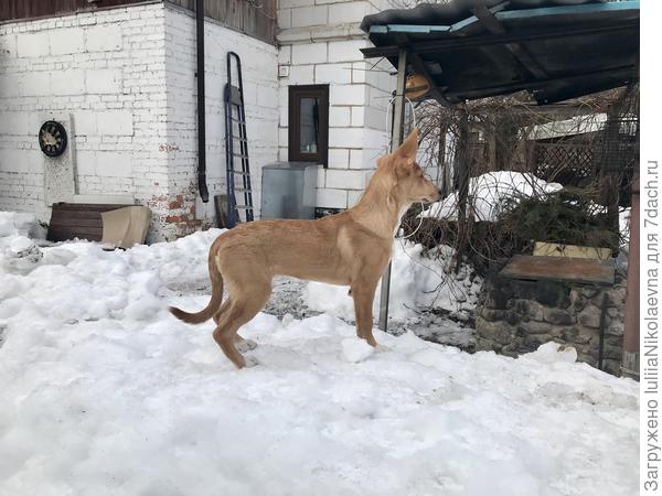 А когда напряжённо вслушивается, то одно ухо поднимает