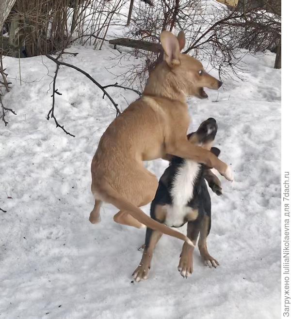 Устроили соревнование, кто выше прыгнет