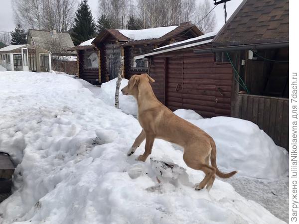 С вершины сугроба далеко видать