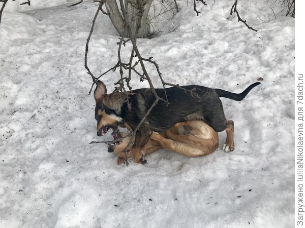 Хвастались друг перед другом своими острыми зубами. Клыки ещё молочные