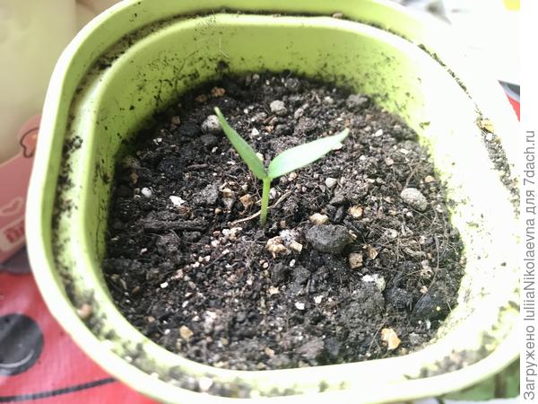 Огонёк, который вчера вытащила из общей плошки и посадила отдельно