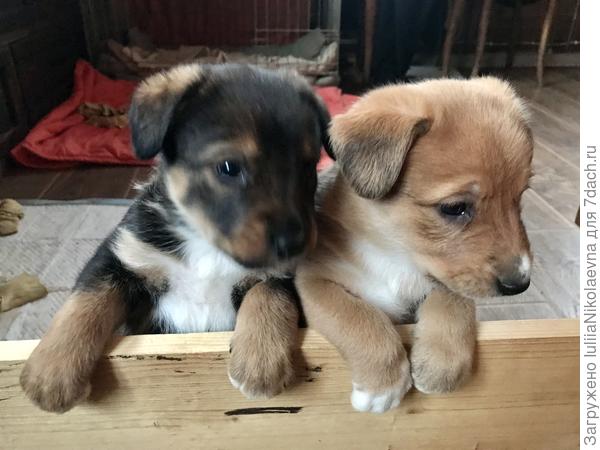 Три месяца назад вот такие плюшки были. Тут им месяц