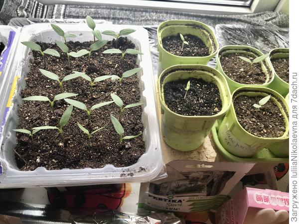 Слева перцы, правее 2 баклажана, дальше перцы, которые сажала сразу в отдельные стаканчики