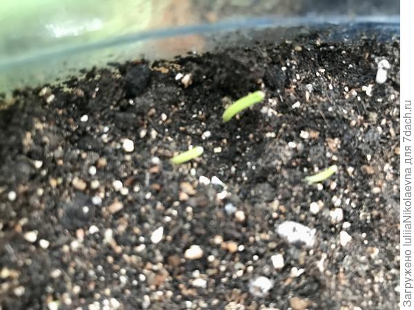 Вот. Ялтинский вылез сегодня