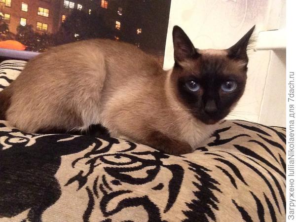 Нига, кошка дочки