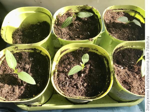 В отдельных квартирках